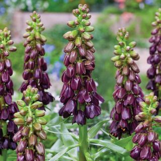 Purple Dynamite Fritillaria Thumbnail